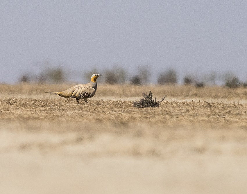 Spotted Sandgrouse